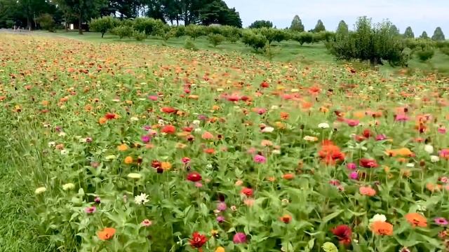 Zinnia Fields at Pioneer Peach Orchard смотреть онлайн