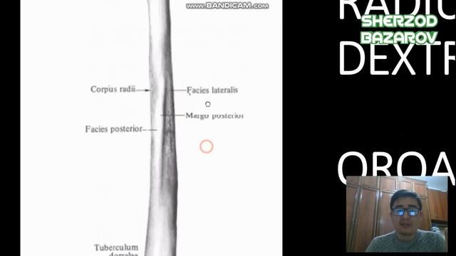 BILAK SUYAGI +3D ANATOMIYA // ЛУЧЕВАЯ КОСТЬ // RADIUS // БИЛАК СУЯГИ // QO'LNING ERKIN SUYAKLARI смотреть онлайн