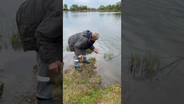 Платная рыбалка, пруд Черноморец 15.05.22. Карпик смотреть онлайн