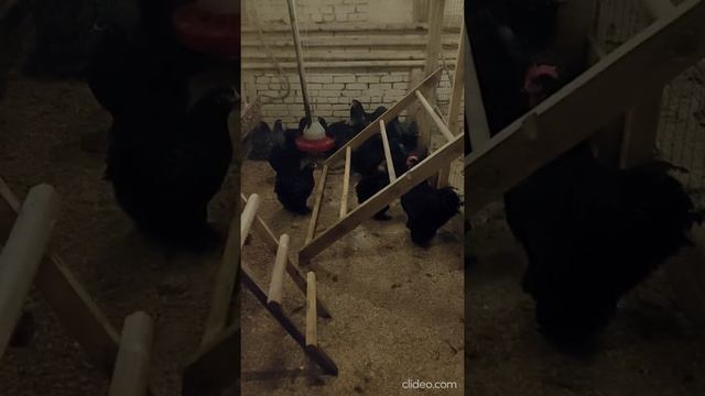 Кохинхин голубой Генофонд Сергиев Посад декабрь 2020