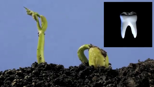 Регенерация зубов _ Tooth Regeneration