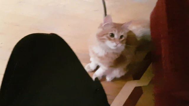 кот и китайские палочки смотреть онлайн