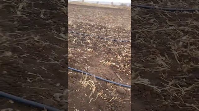 полив орошение озимого чеснока "Любаша" системой "Туман" дождевание смотреть онлайн