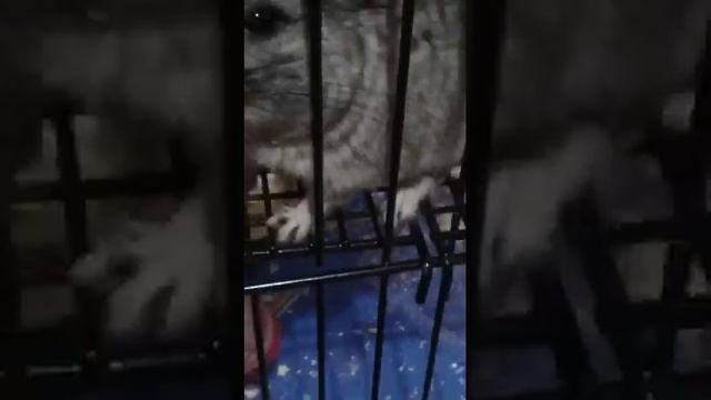 у нас теперь шиншилла есть) смотреть онлайн
