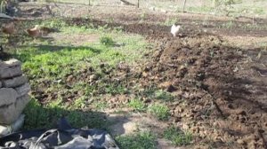 Мотоблок КЕНТАВР  7 л. с. Работа на целине. Куры фонтомы