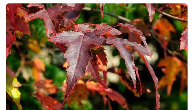 Семена клен Гиннала купить продажа смотреть онлайн