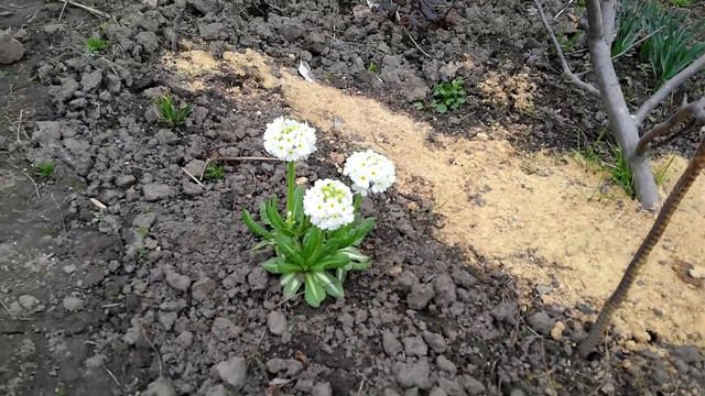 весенний сад смотреть онлайн