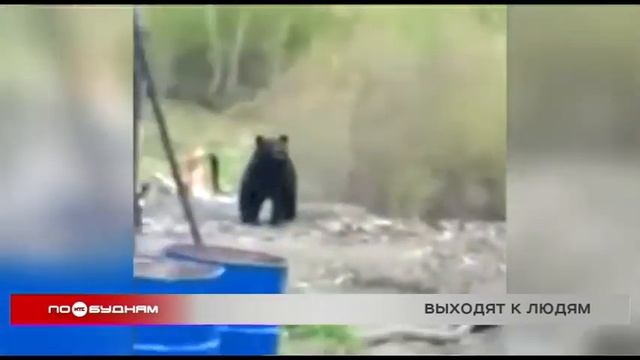 Численность бурых медведей в Иркутской области превышает норму в 2,5 раза смотреть онлайн