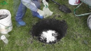 Как посадить сирень, чтобы она пышно цвела и не болела - 7 дач