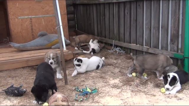 Щенки алабая (от пары Рустэм Ган - Малихат Олча). Вольер.