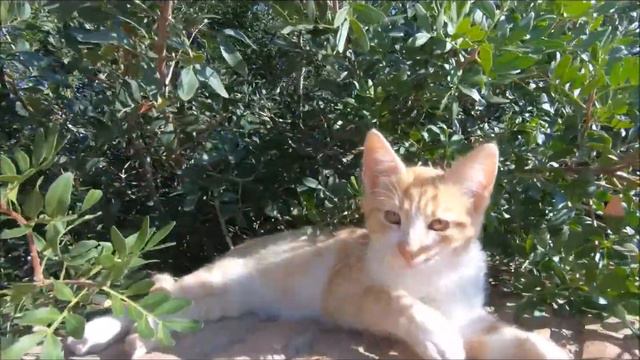 Как живут испанские бездомные кошки