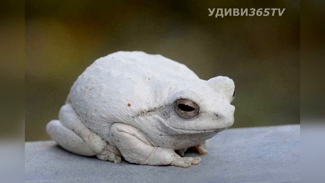 АЛЬБИНОСЫ: КРАСОТА ИЛИ БОЛЕЗНЬ? смотреть онлайн