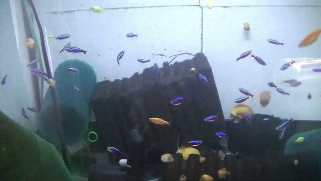 Дискусы. Разведение нового малька #discus #разводня #дискусы #аквариумныерыбки #fish #рыбки смотреть онлайн