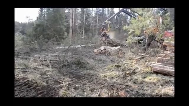 О чем шумит подмосковный лес?