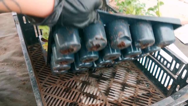 ВКЛЮЧИЛИ ПЕРВЫЙ РАЗ ТУМАННЫЙ ПОЛИВ. НАШИ БУДНИ.