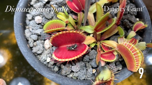 world's MOST DEADLY Plant feeding compilation || Venus Fly Trap || Dionaea || Carnivorous Plants || смотреть онлайн