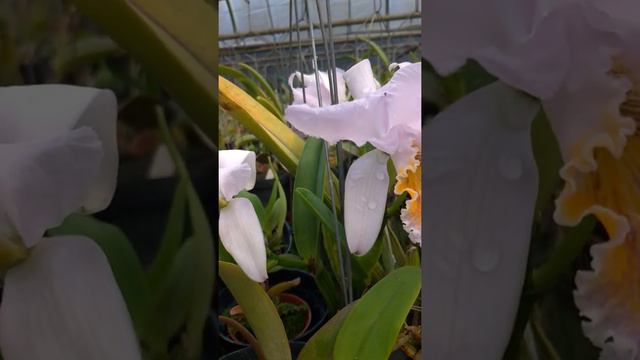 Cattleya Mossiae Coerulea