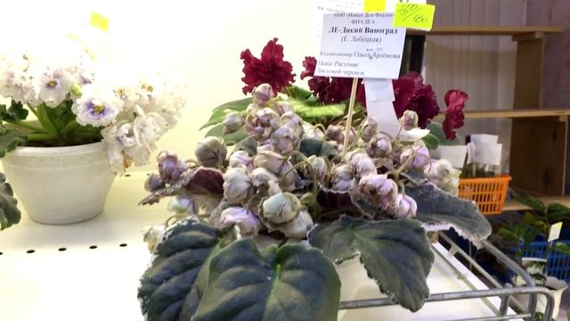 ТАКОГО МАГАЗИНА ФИАЛОК вы еще НЕ ВИДЕЛИ! смотреть онлайн