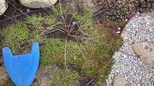 Научу как вырастить цветущую ВЕЙГЕЛУ. Уход за молодым кустом. Весенняя ОБРЕЗКА.