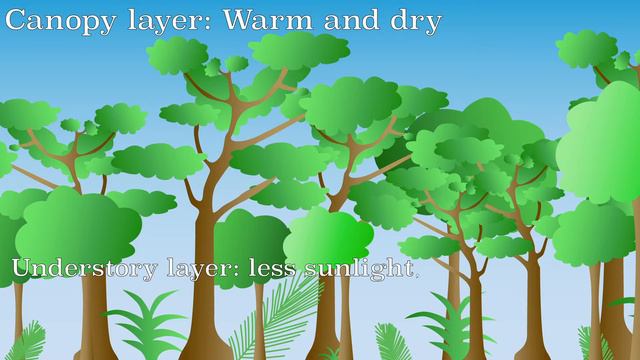 Layers of the Amazon rainforest. смотреть онлайн