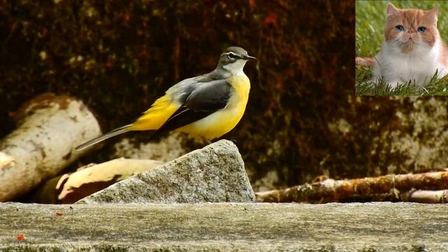 Горная трясогузка - Motacilla cinerea.mp4 смотреть онлайн