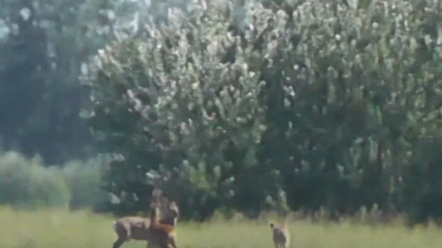 КОСУЛИ ОКОЛО СЁЛ ВЫНУЖДЕНЫ НАХОДИТЬСЯ НА НЕВОЛЬНЫХ МАНЁВРАХ САМООБОРОНЫ С ПОМОЩЬЮ БЕГА смотреть онлайн