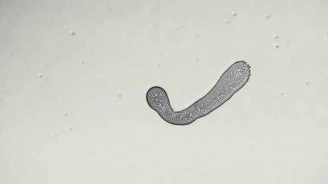 Organism morphogenesis particle simulation - Python+Blender+Ae смотреть онлайн