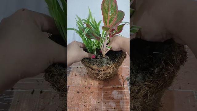 Pwede pala ipagsama Ang lucky plants aglaonema at spider plant air purifier plants /SimplyShie смотреть онлайн