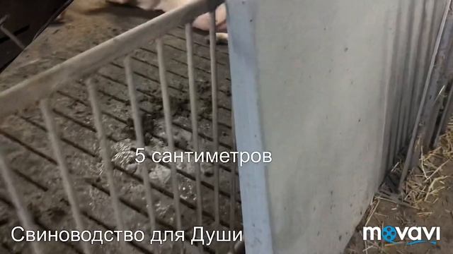 Ремонт перегородок в месте где свиноматки находятся после осеменения и до родильного отделения!