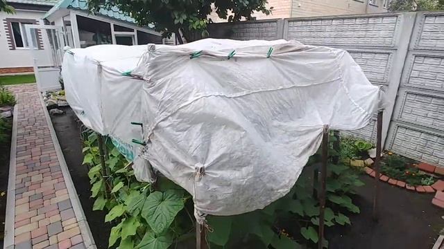 Почему горчат огурцы: как это исправить? смотреть онлайн