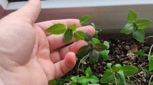 КАК ВЫРАСТИТЬ БАЗИЛИК НА ПОДОКОННИКЕ ?ЛЁГКИЙ СПОСОБ