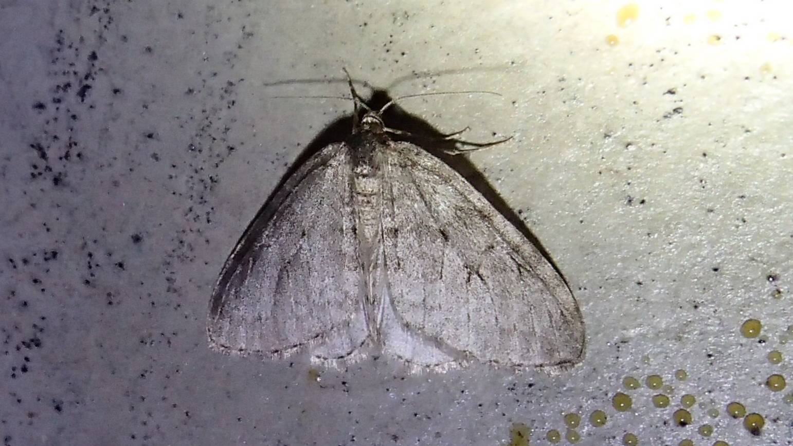 2024.09.11. Норильск. Бабочка. Зимняя пяденица. смотреть онлайн