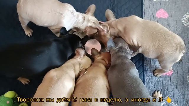 Щеночки остались без мамы! Почему и что произошло? смотреть онлайн
