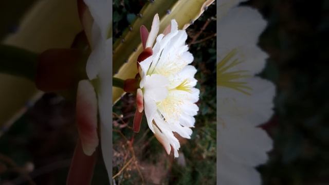 22_07_23_Cactus-Cereus Montrose, Cereus Peruvianus Monstrose. смотреть онлайн