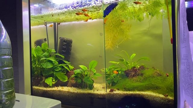 ОБЪЕДИНИЛИ АКВАРИУМ ДЛЯ ПЕТУШКОВ И ОТСАДНИК ДЛЯ МАЛЬКОВ В ОДИН l ВСЕ В ОДНОМ АКВАРИУМЕ смотреть онлайн