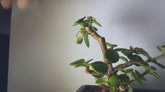Portulacaria Afra (Dwarf Jade) Bonsai, from cutting, 1 смотреть онлайн