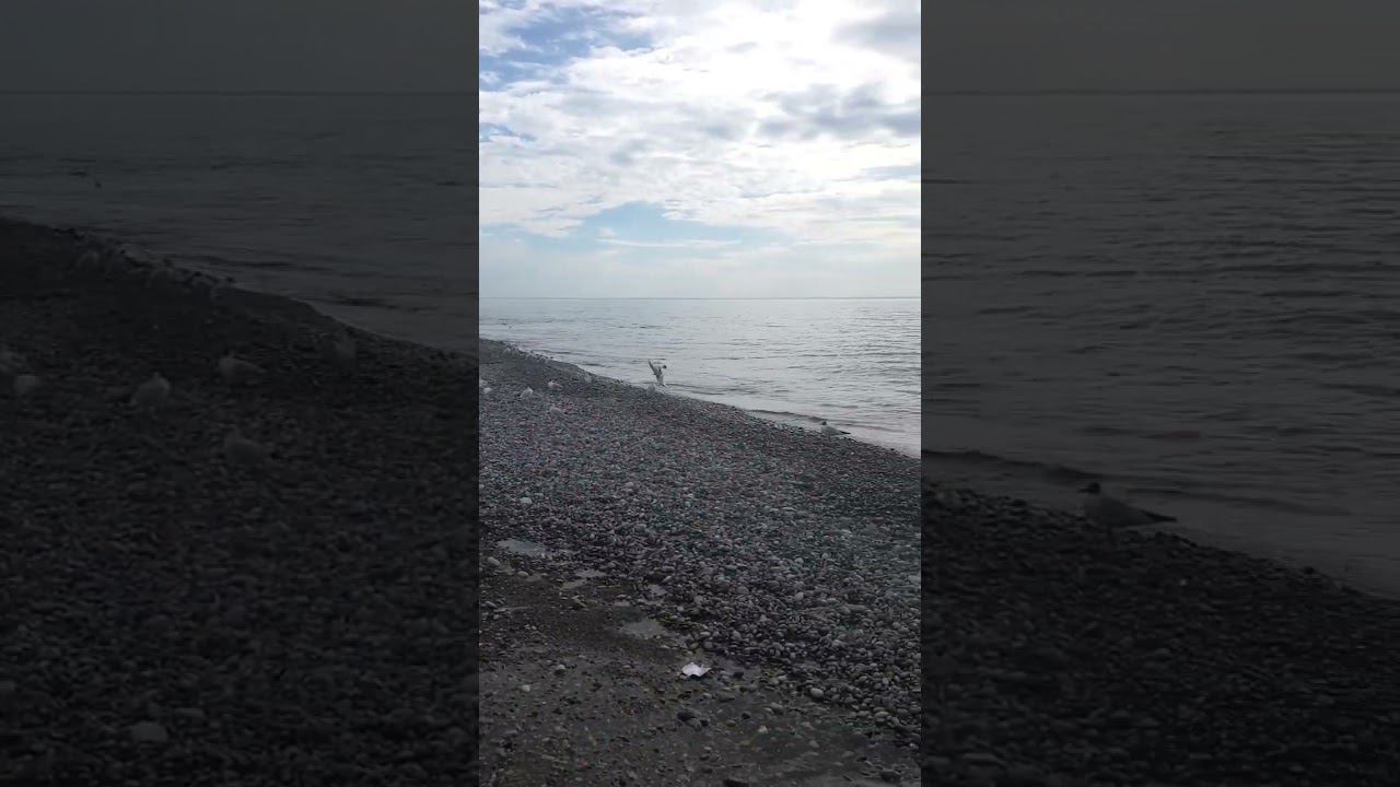 09.03.23 г. Погода Лазаревское #shorts #погодалазаревское #погодасочи #сочи смотреть онлайн