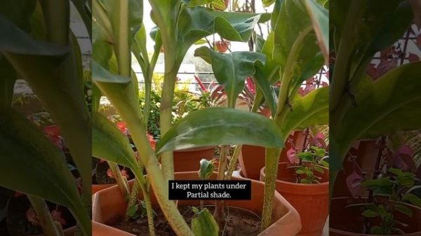 #Scadoxus /Haemanthus multiflorus- Football Lily / May Flower.