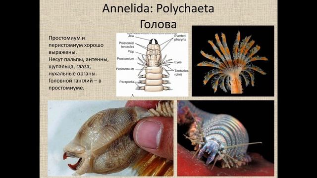 Зоология беспозвоночных 9 Кольчатые черви