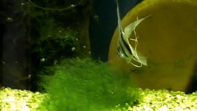 #Aquarium. Селекционные, вуалевые cкалярии. смотреть онлайн