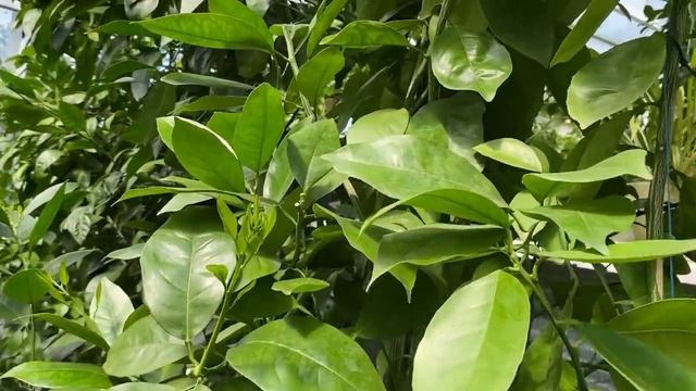 Тем временем в "Домике для цитрусов" . Экзотика, прививки, возд. отводки, обзор смотреть онлайн