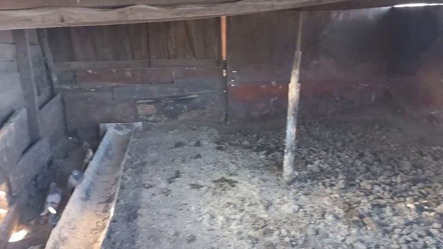 свиньи на морозе смотреть онлайн