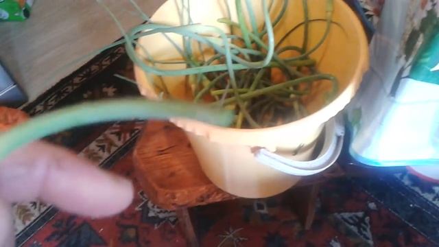 Стрелки чеснока. 5способов приготовления! смотреть онлайн