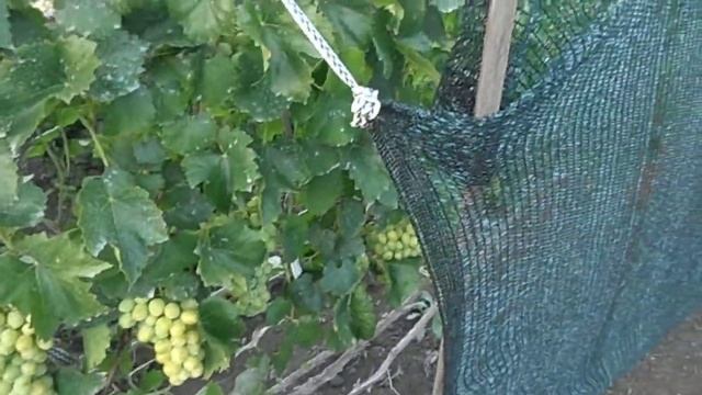 Подкормка винограда для ускорения созревания и качества ягод. смотреть онлайн