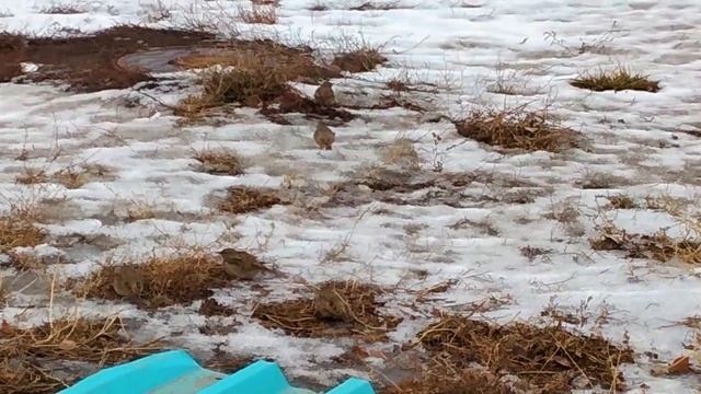 Хохлатый жаворонок! Хохлатики прямо у ног! смотреть онлайн