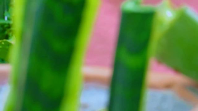 24 घंटे फ़्री में ऑक्सिजन देने वाले Snake plant को पत्तों से कैसे उगाएँ और मिट्टी कैसे तैयार करें смотреть онлайн