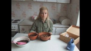 Подращиваем монтбрецию и бегонию