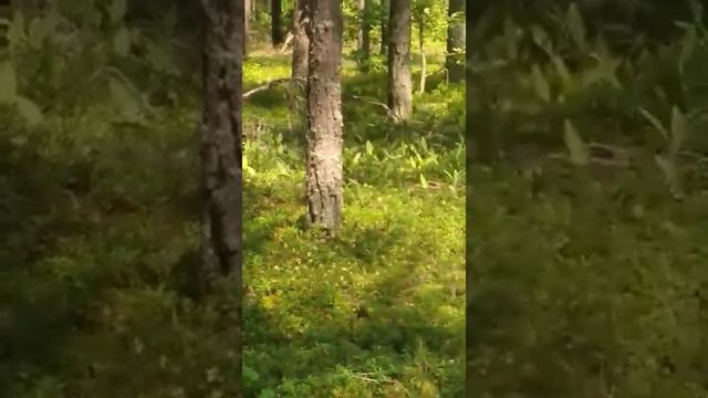 Березинский медведь смотреть онлайн