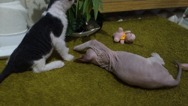 Котята донского сфинкса (семь недель) LAST смотреть онлайн