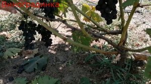 Виноград Кш  Брависсимо 2021г